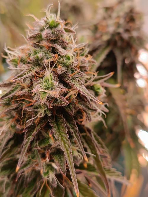 Chaos Cake auto. Week 8 - 2 detail