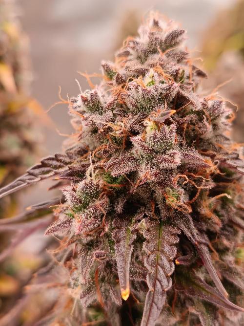 Chaos Cake auto. Week 9 - Detail