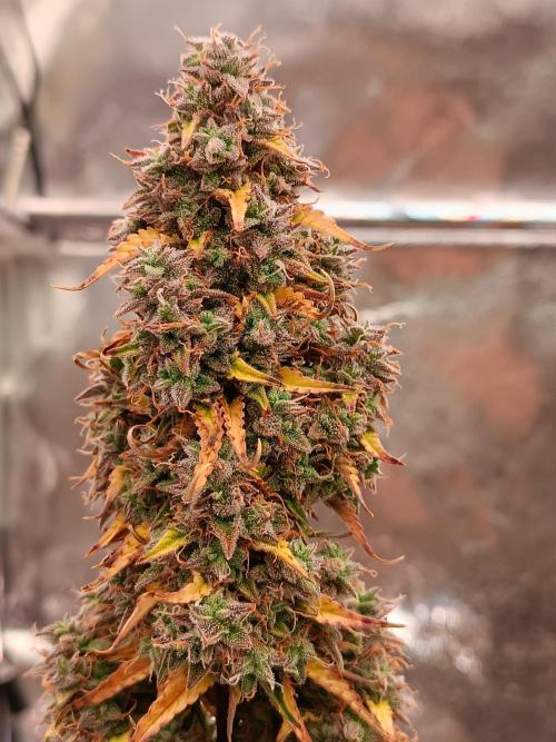 Chaos Cake auto. Week 9 - Detail