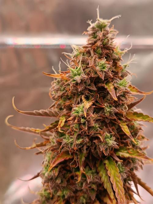 Chaos Cake auto. Week 9 - Detail