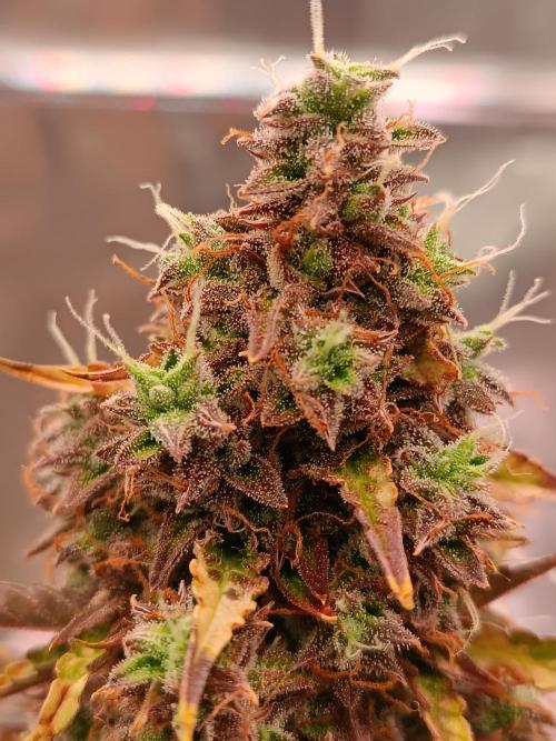 Chaos Cake auto. Week 9 - Detail