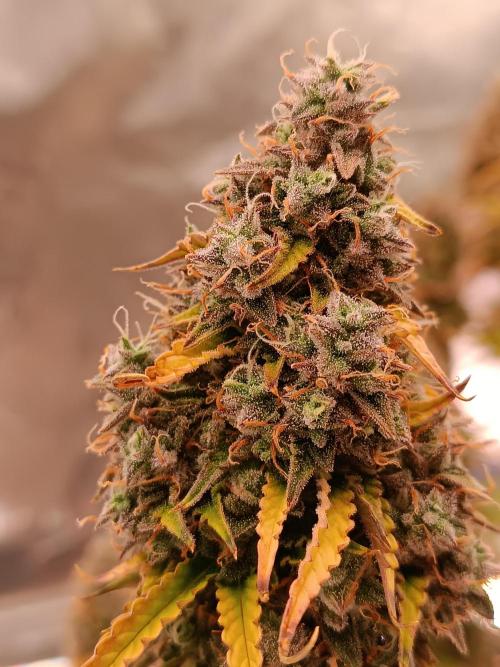 Chaos Cake auto. Week 9 - Detail