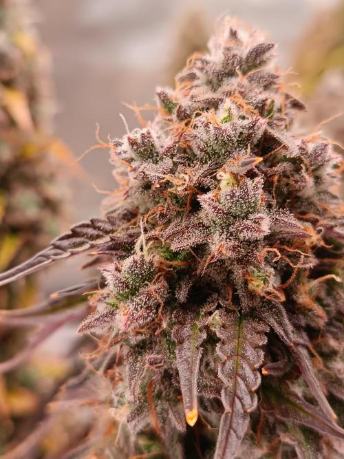 Chaos Cake auto. Week 9 - Detail