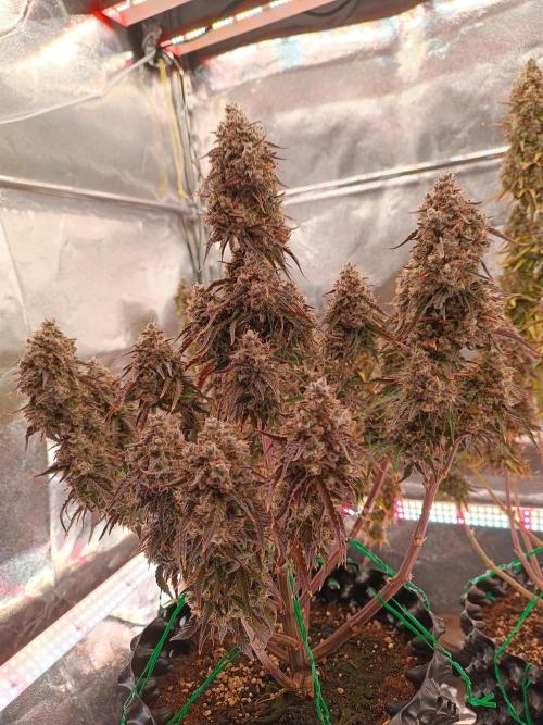 Chaos Cake auto. Week 9 - 2