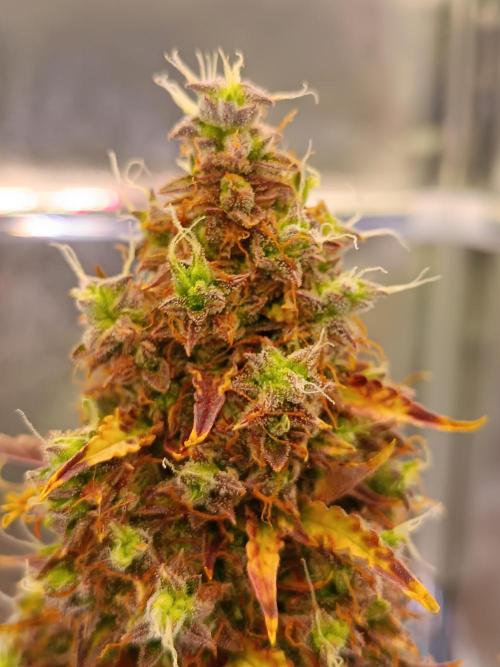 Chaos Cake auto. Week 10