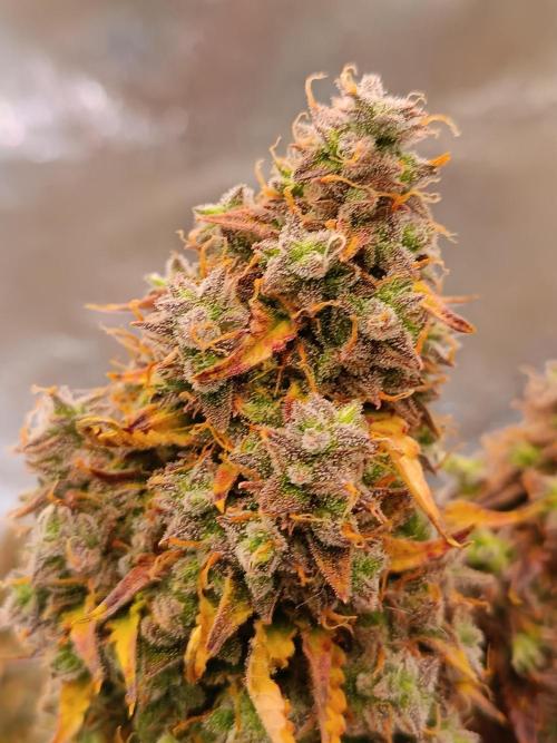 Chaos Cake auto. Week 10