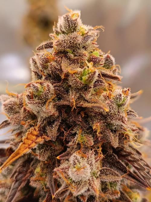 Chaos Cake auto. Week 10