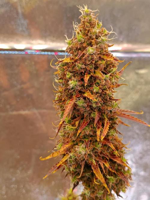 Chaos Cake auto. Week 10