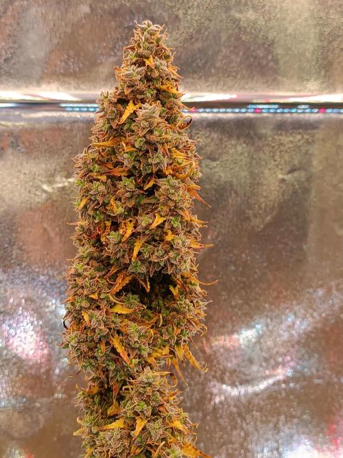 Chaos Cake auto. Week 10