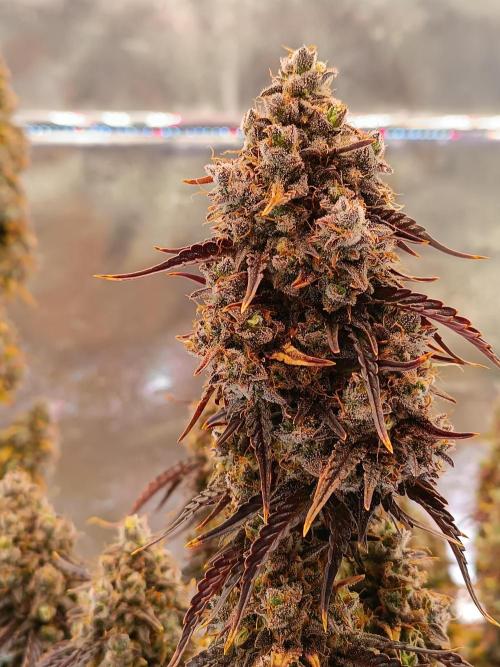 Chaos Cake auto. Week 10