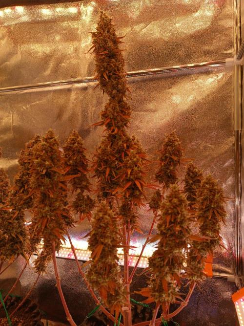 Chaos Cake auto. Week 10