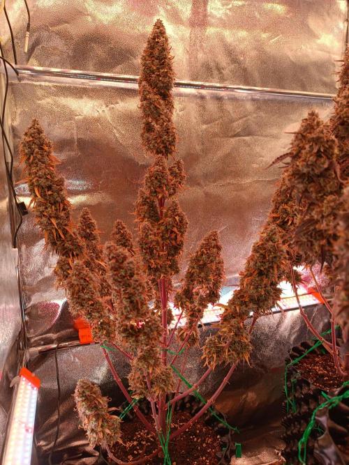 Chaos Cake auto. Week 10