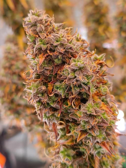 Chaos Cake auto. Week 10