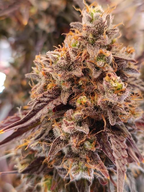 Chaos Cake auto. Week 10