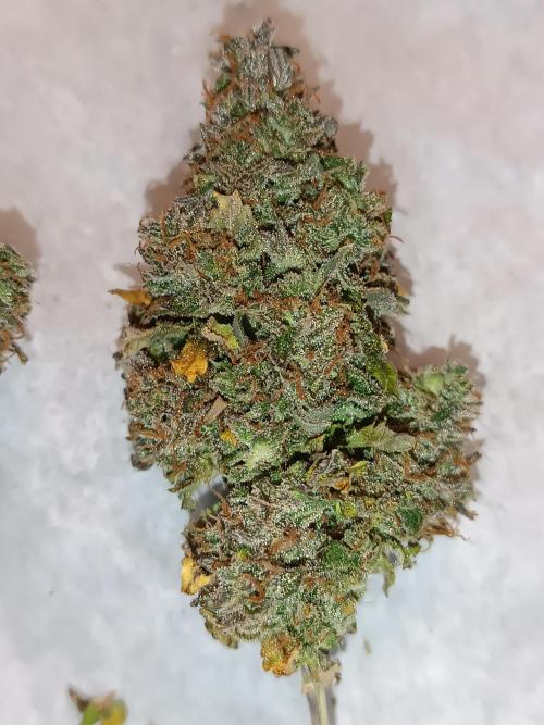 Chaos Cake auto. Week 11