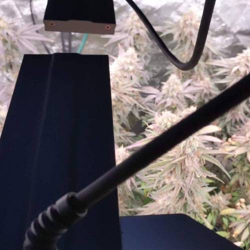 Strawberry Sugar - Elev8