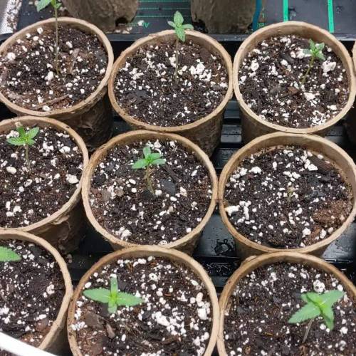 Blueberry Muffins under Medic Grow