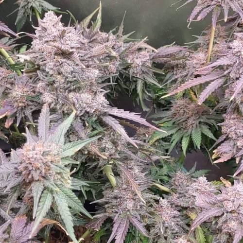 Blueberry Pancakes - HSC