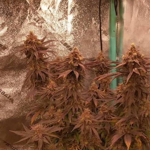 Acai Cake x Sherbet Cake - Elev8