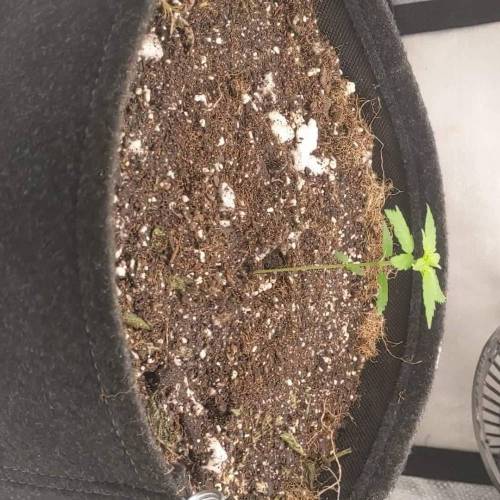 Blueberry Muffins under Medic Grow