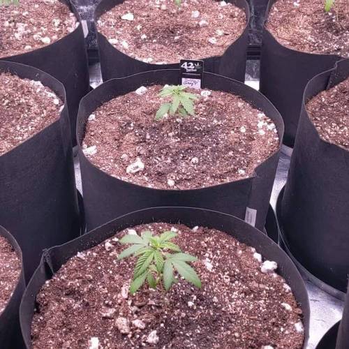 Lemongrass - Humboldt Seed Co