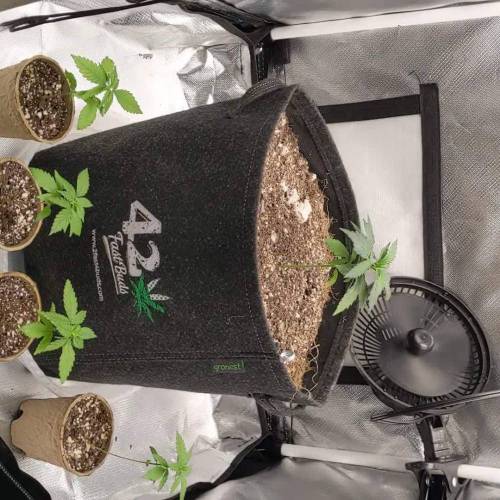 Blueberry Muffins under Medic Grow