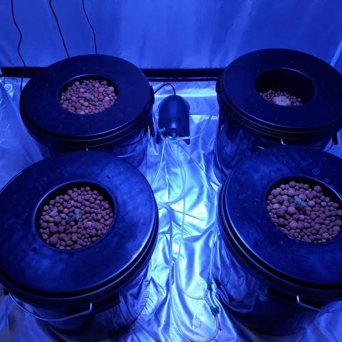 Amnesia xxl auto hydro. Week 1 - Plt 4 in the back cuz missed 1 seed 