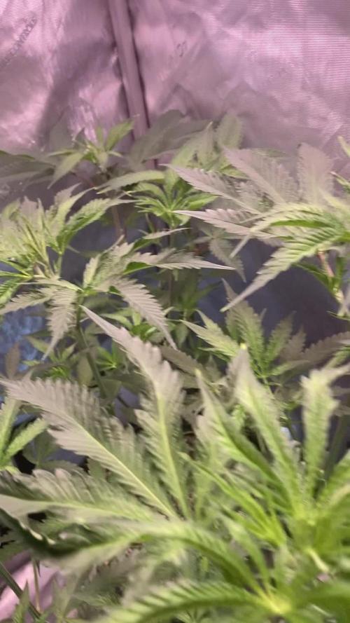 Nanaz x Banana Butter Cup - Humbold Headband