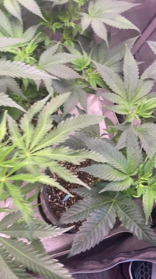 Nanaz x Banana Butter Cup - Humbold Headband