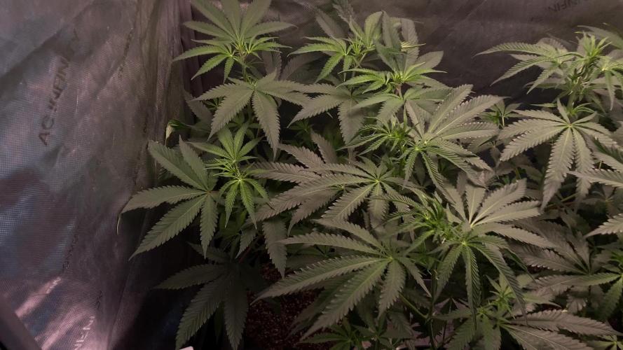 Nanaz x Banana Butter Cup - Humbold Headband