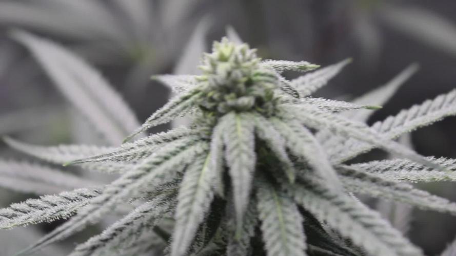 Nanaz x Banana Butter Cup - Humbold Headband