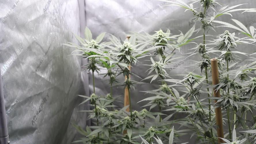 Nanaz x Banana Butter Cup - Humbold Headband