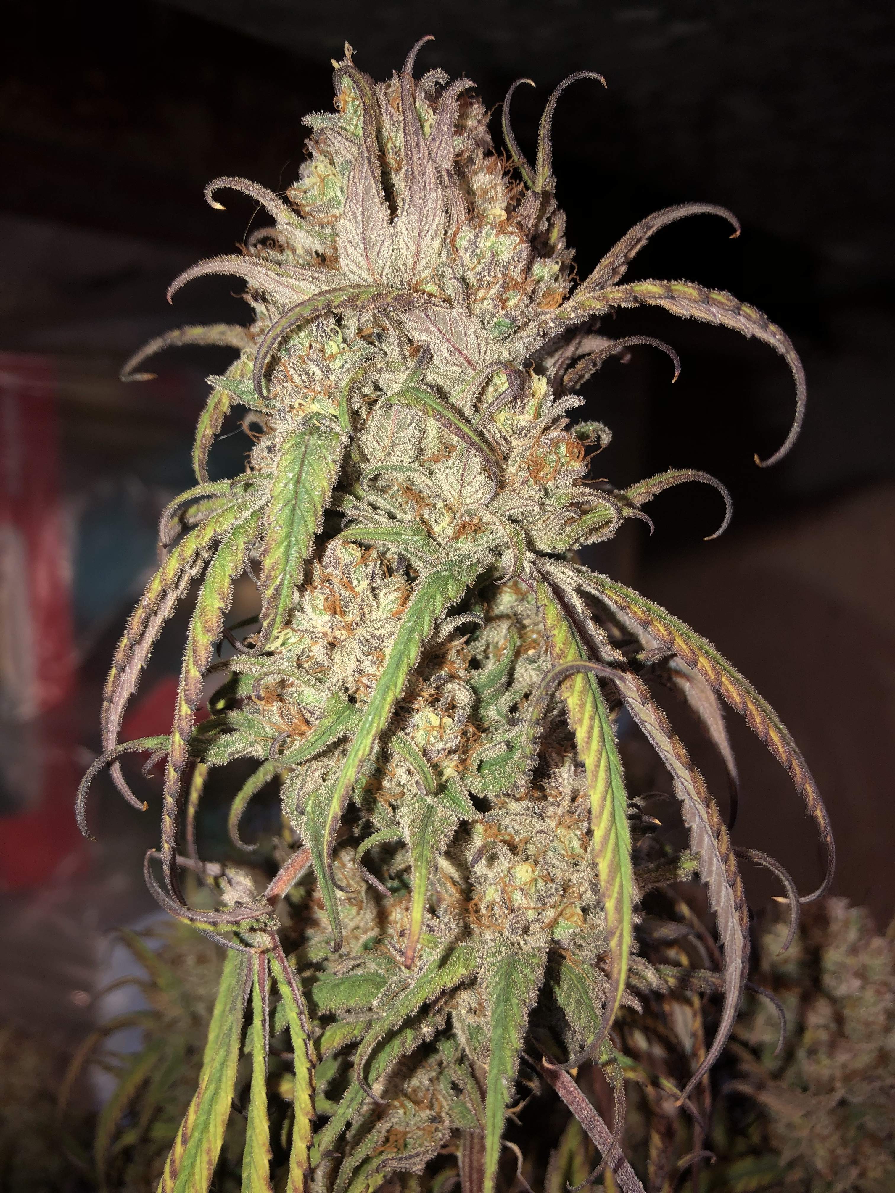 Seedsman Critical Purple Kush grow diary (journal) harvest18 by