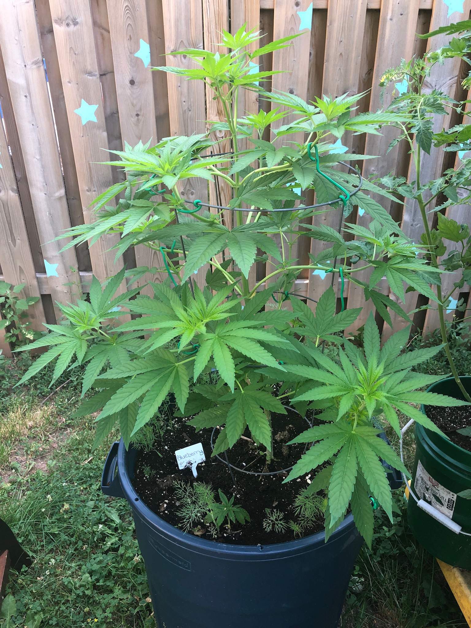 Seedsman Blueberry grow diary (journal) week8 by EhCndGrower GrowDiaries