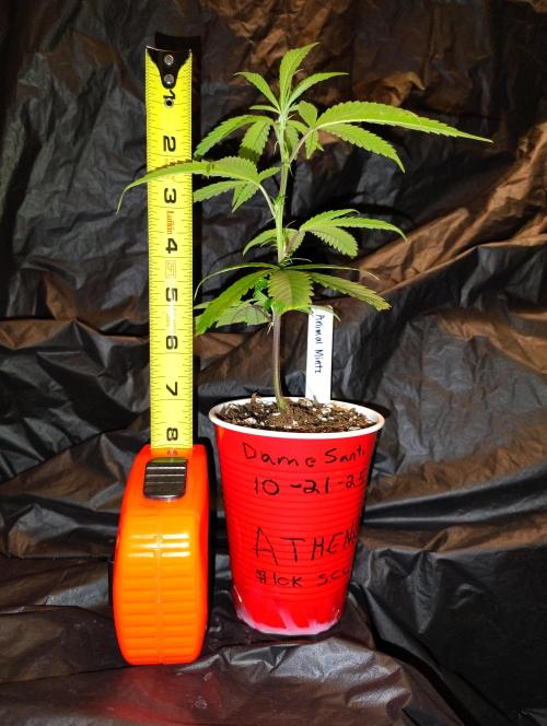 Athena 10k Solo Cup Challenge (clone). Week 2 - 2 inch growth in length and width 