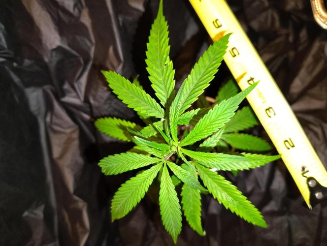 Athena 10k Solo Cup Challenge (clone). Week 2 - Steady growth 