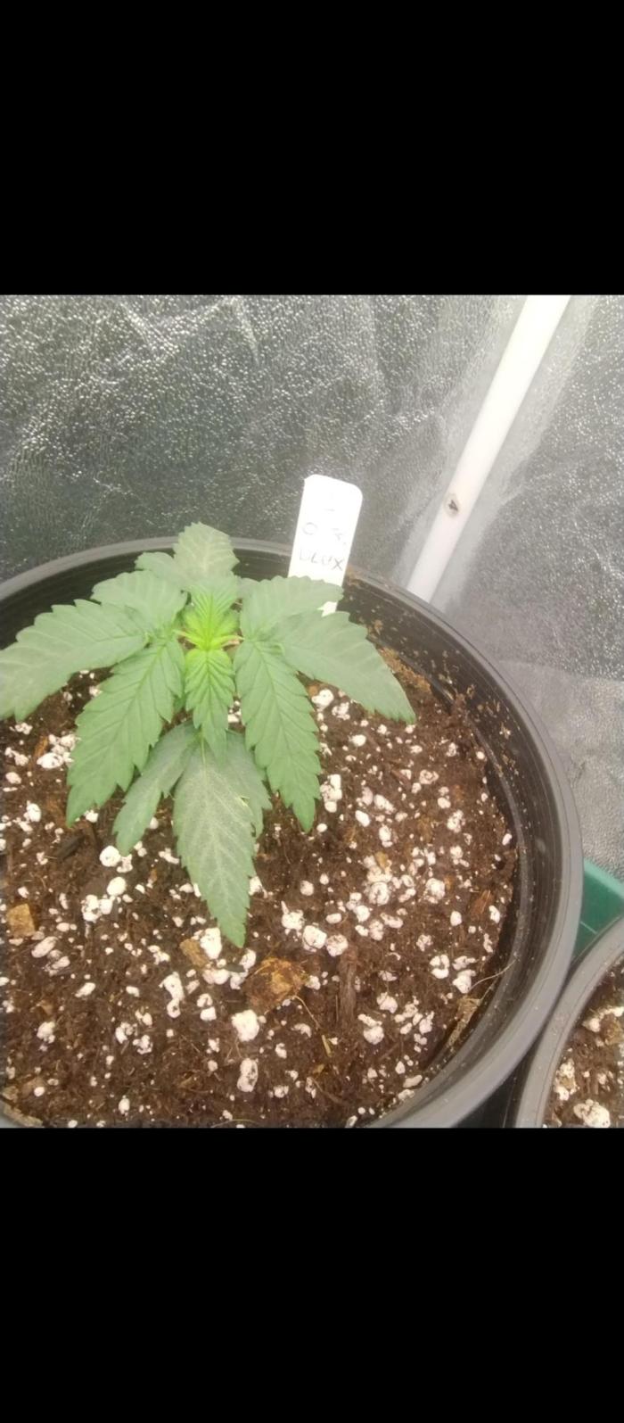 OGDLUX BX3 (Plant no.1). Week 3 - Steady growth 