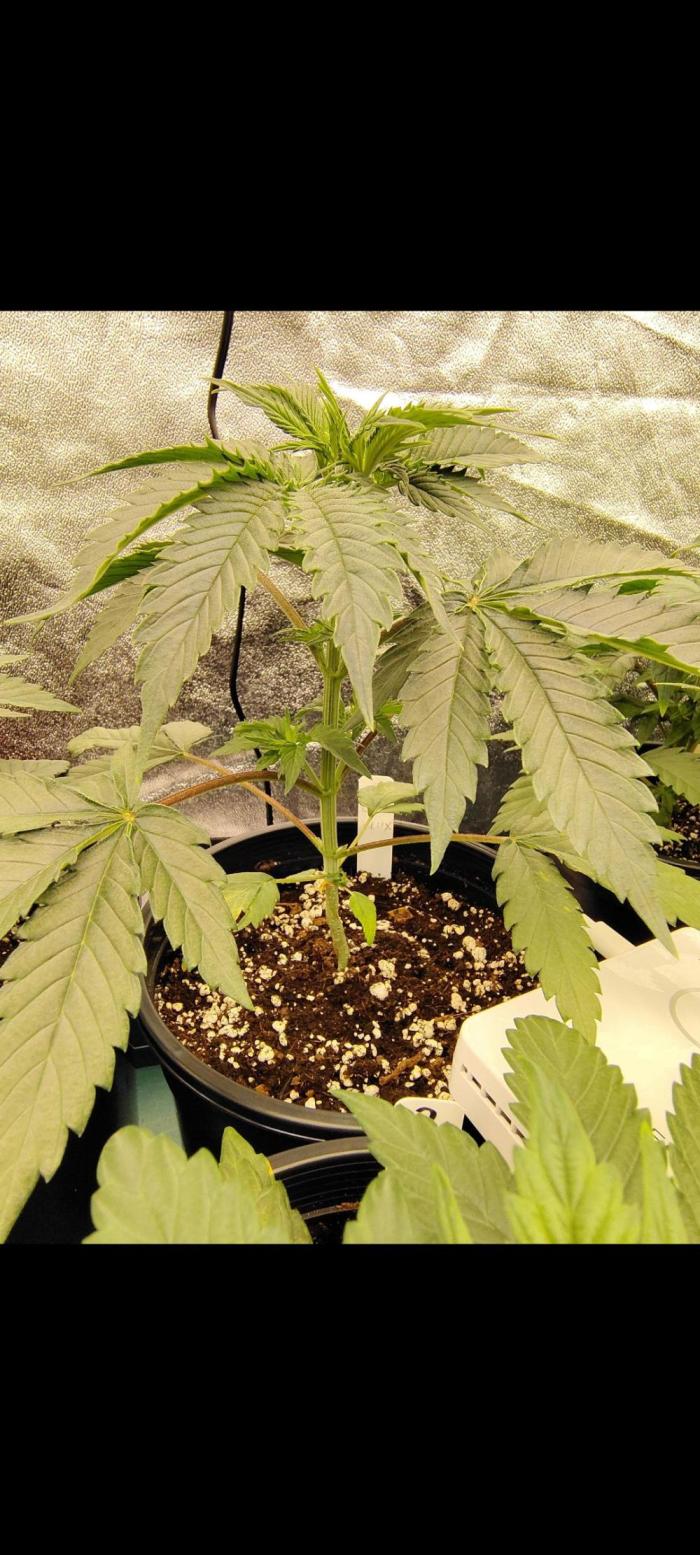 OGDLUX BX3 (Plant no.1). Week 4 - Steady growth 