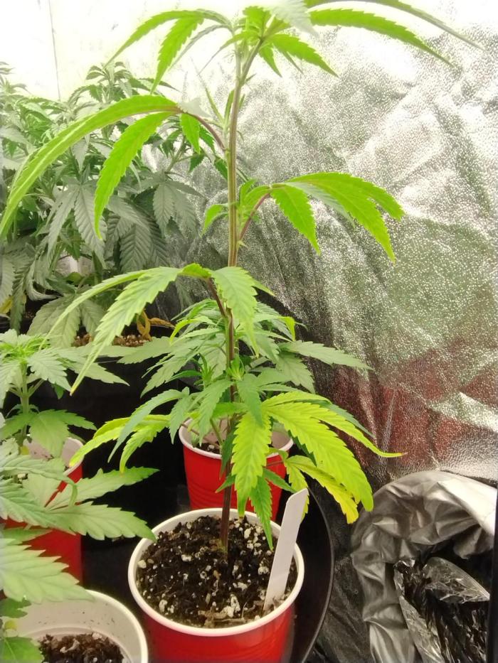 Athena 10k Solo Cup Challenge (clone). Week 3 - Steady growth at lower canopy. 