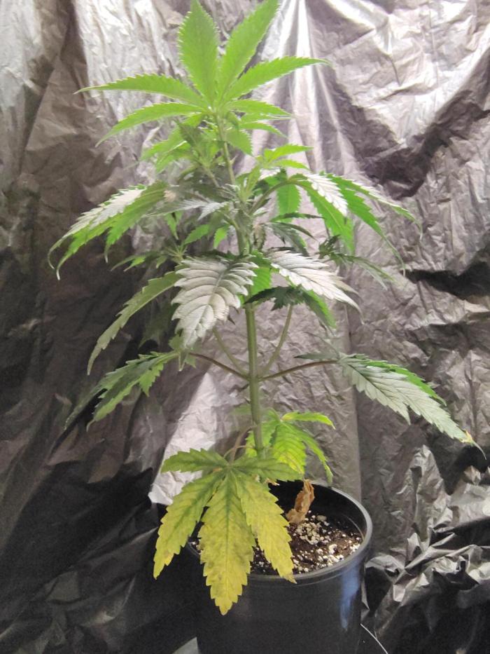 SHUG (Plant no. 2). Week 5 - Steady growth 