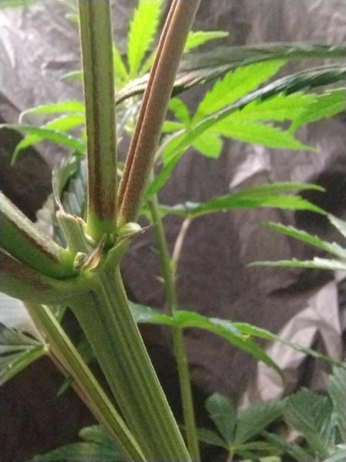 SHUG (Plant no. 2). Week 6 - The plant is Male 