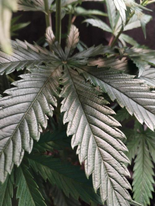 SHUG (Plant no. 2). Week 6 - Steady growth 