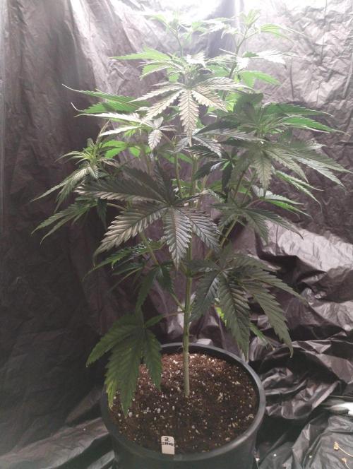 SHUG (Plant no. 2). Week 6 - No issues 