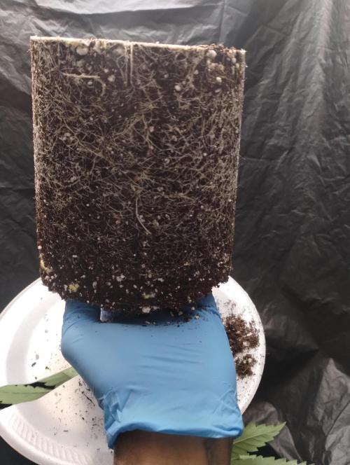 SHUG (Plant no. 2). Week 6 - Root growth  