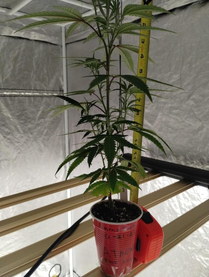 Athena 10k Solo Cup Challenge (clone). Week 4 - No issues 