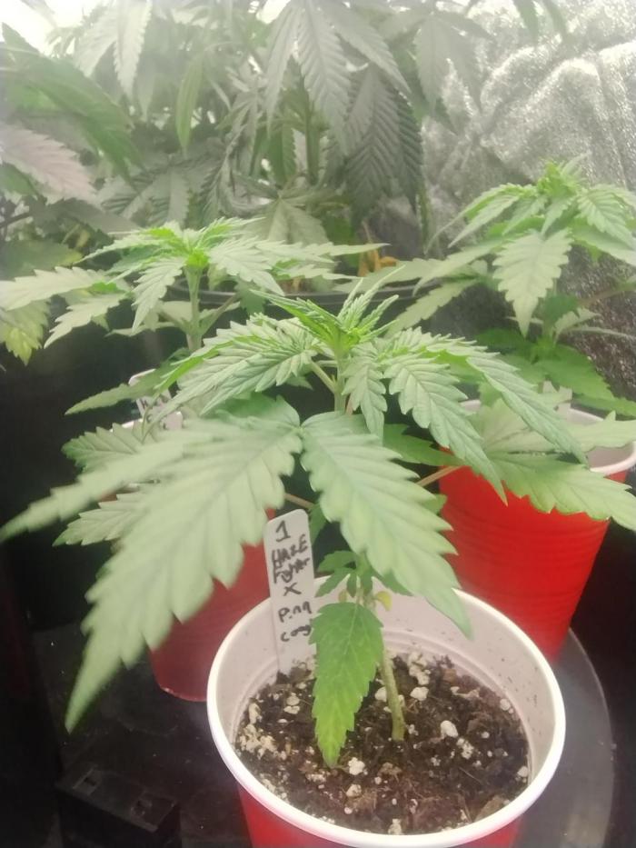 Haze fighter x Pineapple Cough F1 (no.1). Week 3 - No issues 