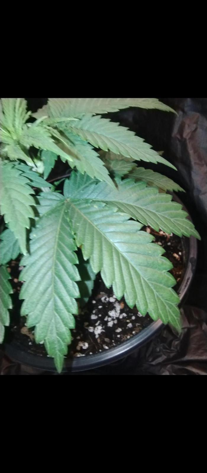 Z-dawg (plant no.5). Week 5 - Steady growth 