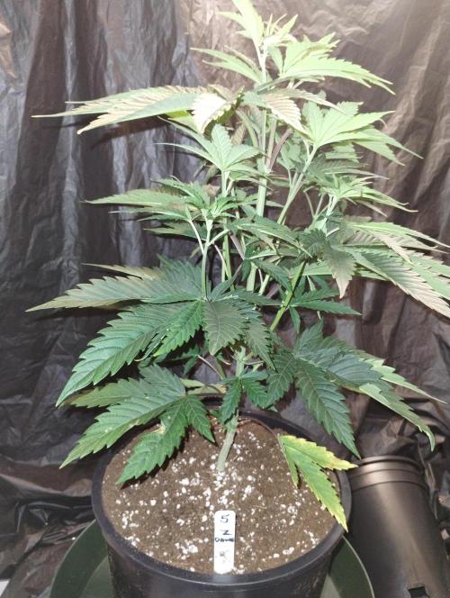 Z-dawg (plant no.5). Week 6 - Steady growth 
