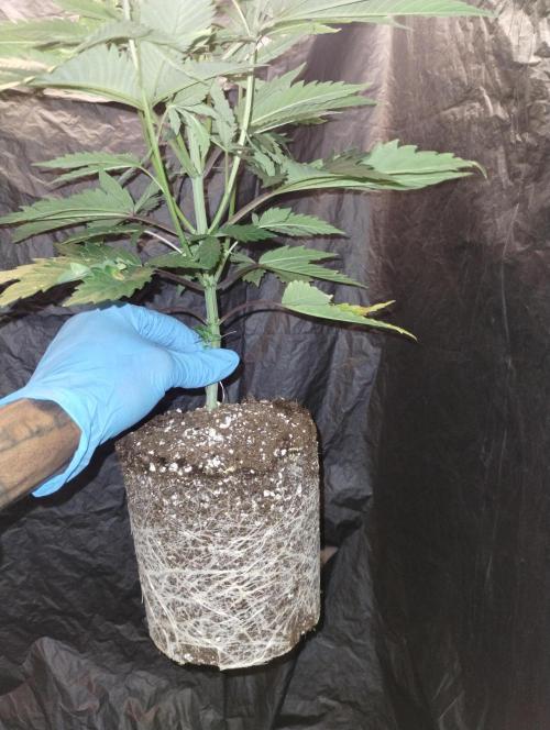 Z-dawg (plant no.5). Week 6 - No issues 