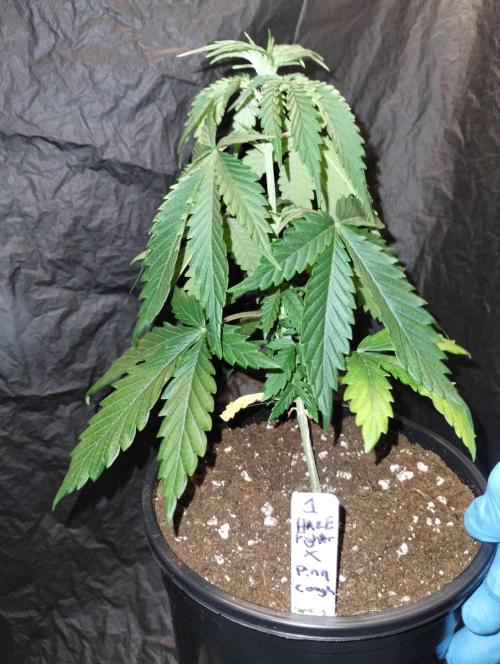 Haze fighter x Pineapple Cough F1 (no.1). Week 4 - Transplanted into 1 gallon pot, awaiting nutrients.